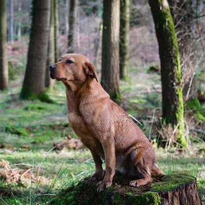 a photograph of a Labrador sat in rifle looking very regal